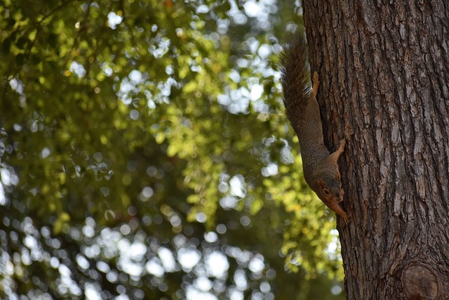 核心球员在 核心球员在